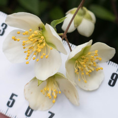 Philadelphus karwinskyanus