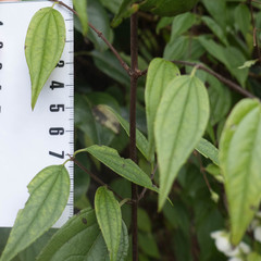 Philadelphus karwinskyanus