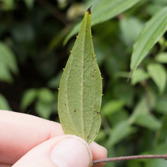 Philadelphus karwinskyanus