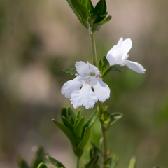 Prostanthera behriana