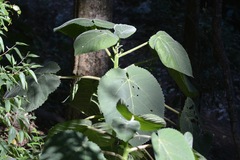 Dendrocnide