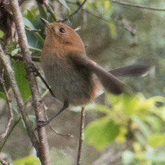 Chasiempis sclateri