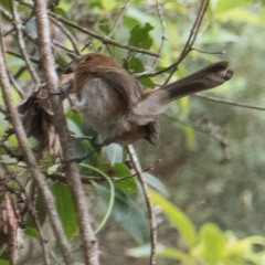 Chasiempis sclateri