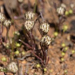 Blennospora drummondii
