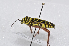 Megacyllene robiniae