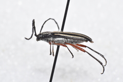 Sphaenothecus bilineatus