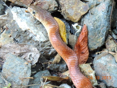 Drymarchon melanurus