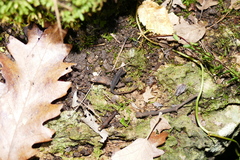 Salamandrina perspicillata