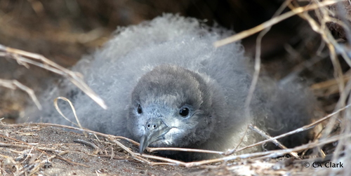 Wedge-tailed Shearwater
