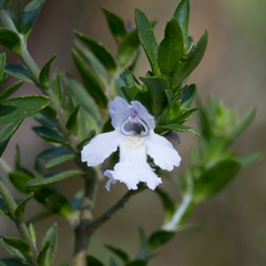 Prostanthera behriana
