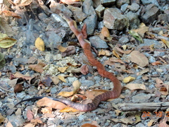 Drymarchon melanurus