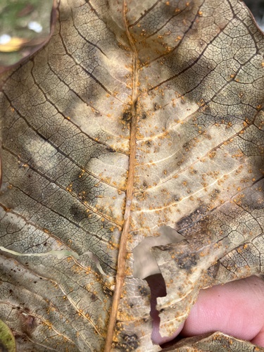 Coleosporium plumeriae observed 2025-08-16