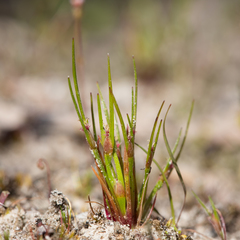 Centrolepis aristata
