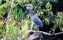 Ardea sumatrana