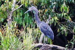 Ardea sumatrana