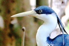 Egretta picata