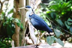 Egretta picata