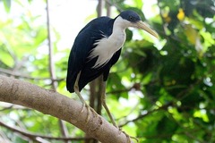 Egretta picata