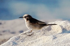 Gliciphila melanops