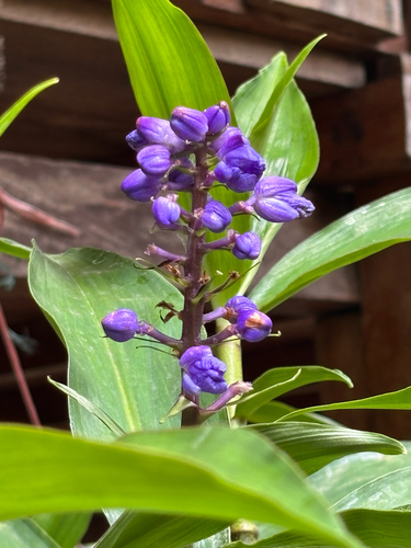 Dichorisandra thyrsiflora