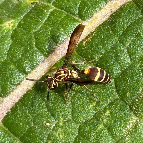 Polybia bistriata