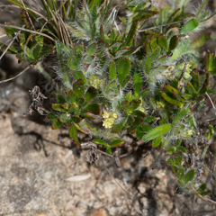 Xanthosia huegelii