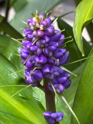 Dichorisandra thyrsiflora