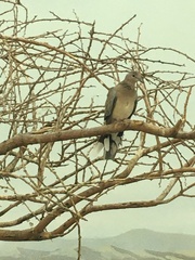 Streptopelia senegalensis