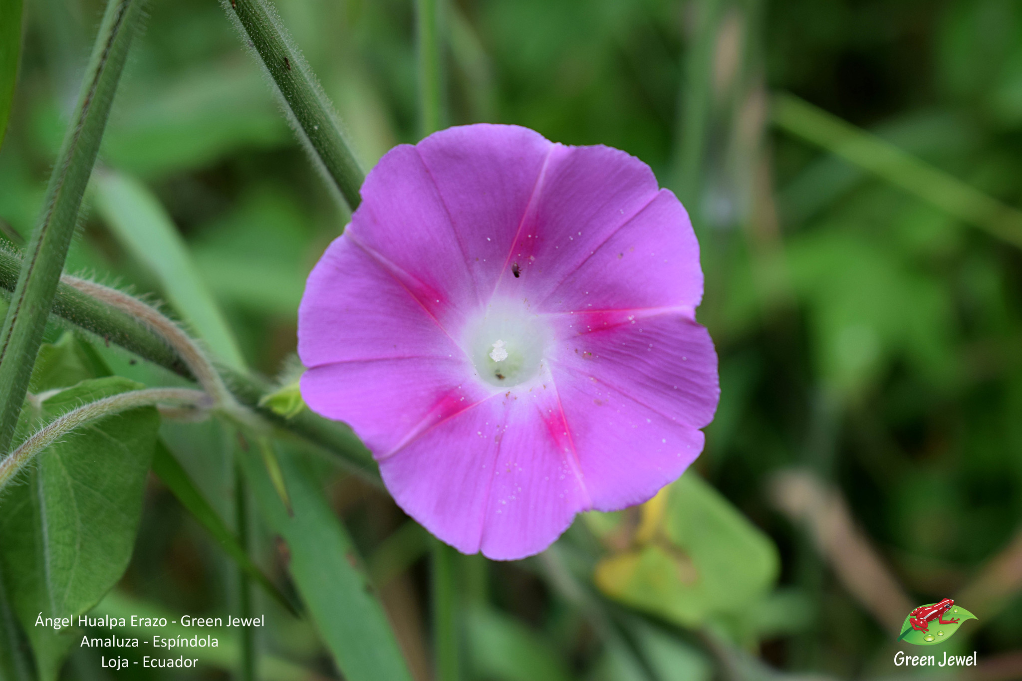 Ipomoea image