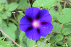 Ipomoea purpurea image