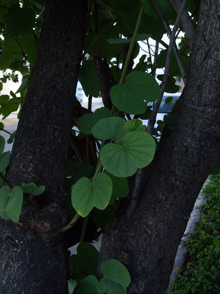 Orchid Tree (LA Urban Forest Program) · iNaturalist