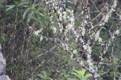 Knipolegus aterrimus