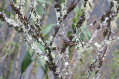 Knipolegus aterrimus