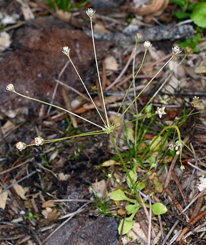 Androsace filiformis iNat (1)