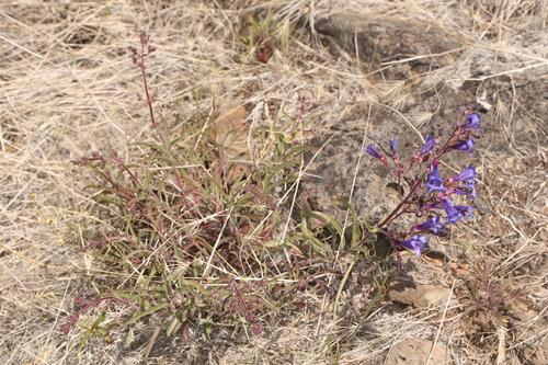 Roezl's penstemon (Penstemon roezlii)