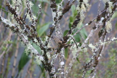 Knipolegus aterrimus