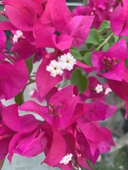 Bougainvillea