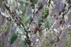 Knipolegus aterrimus