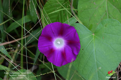 Ipomoea purpurea image