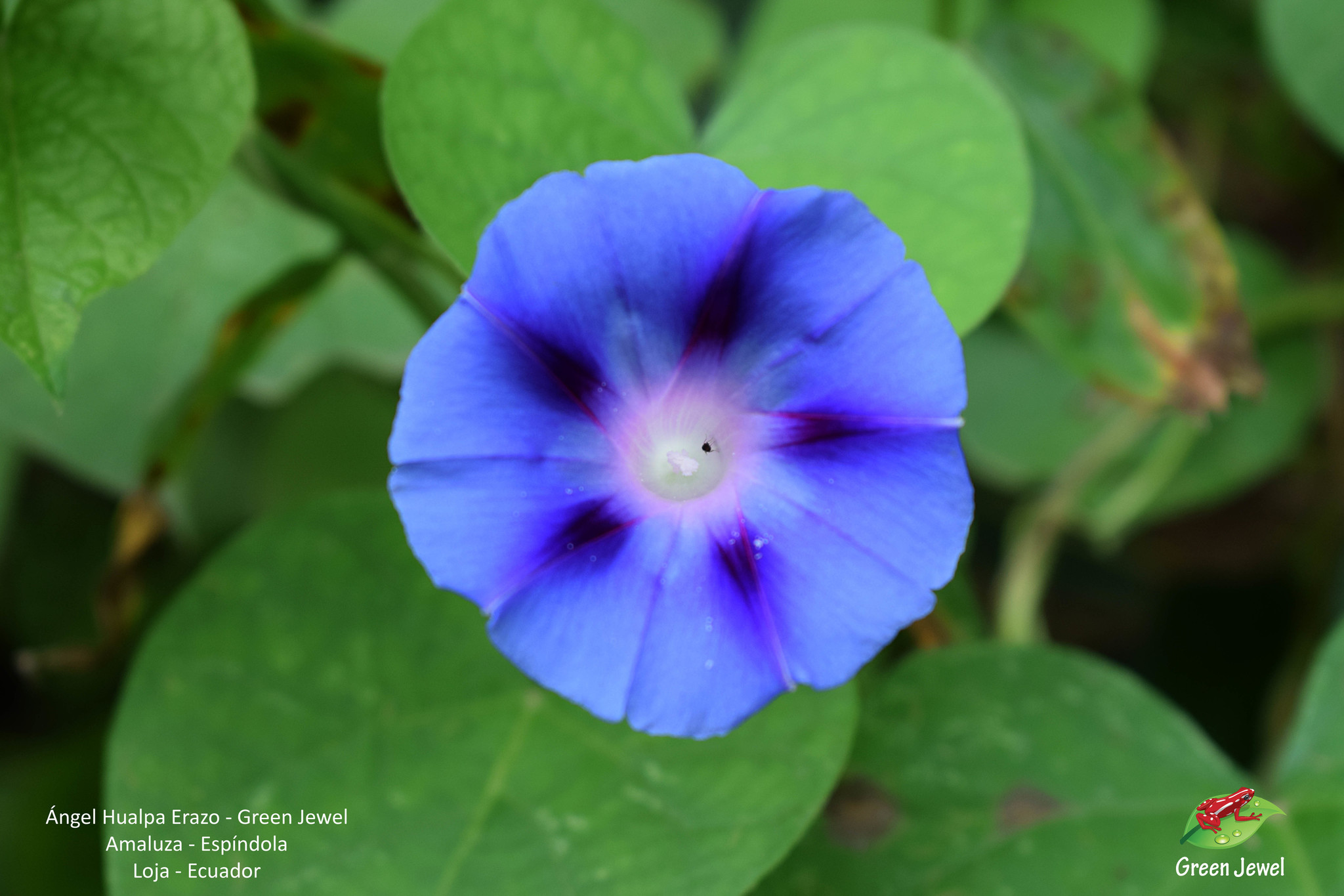 Ipomoea purpurea image