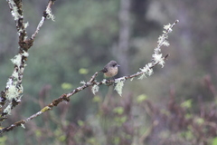 Knipolegus aterrimus