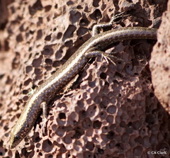 Cryptoblepharus poecilopleurus