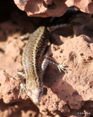 Cryptoblepharus poecilopleurus