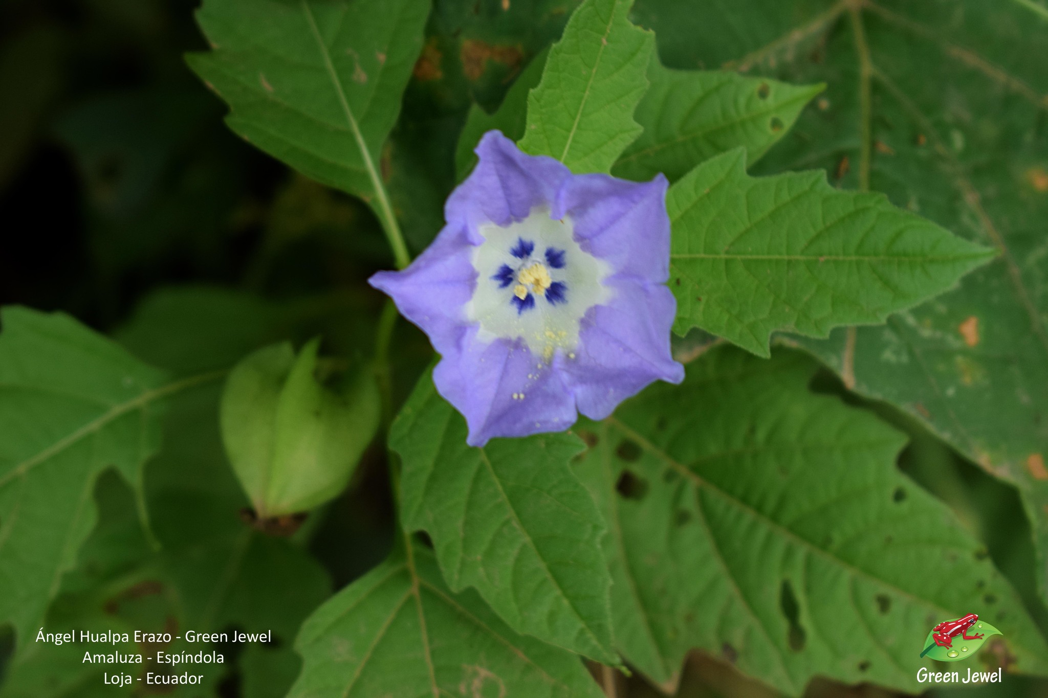 Nicandra physalodes image