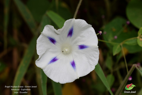 Ipomoea purpurea image