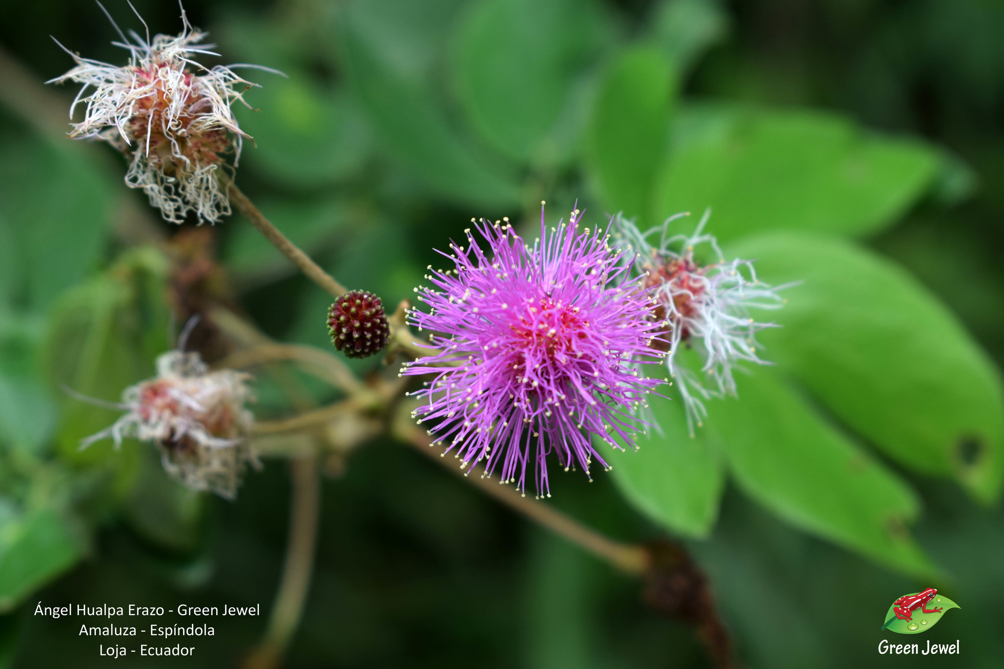 Mimosa pudica image