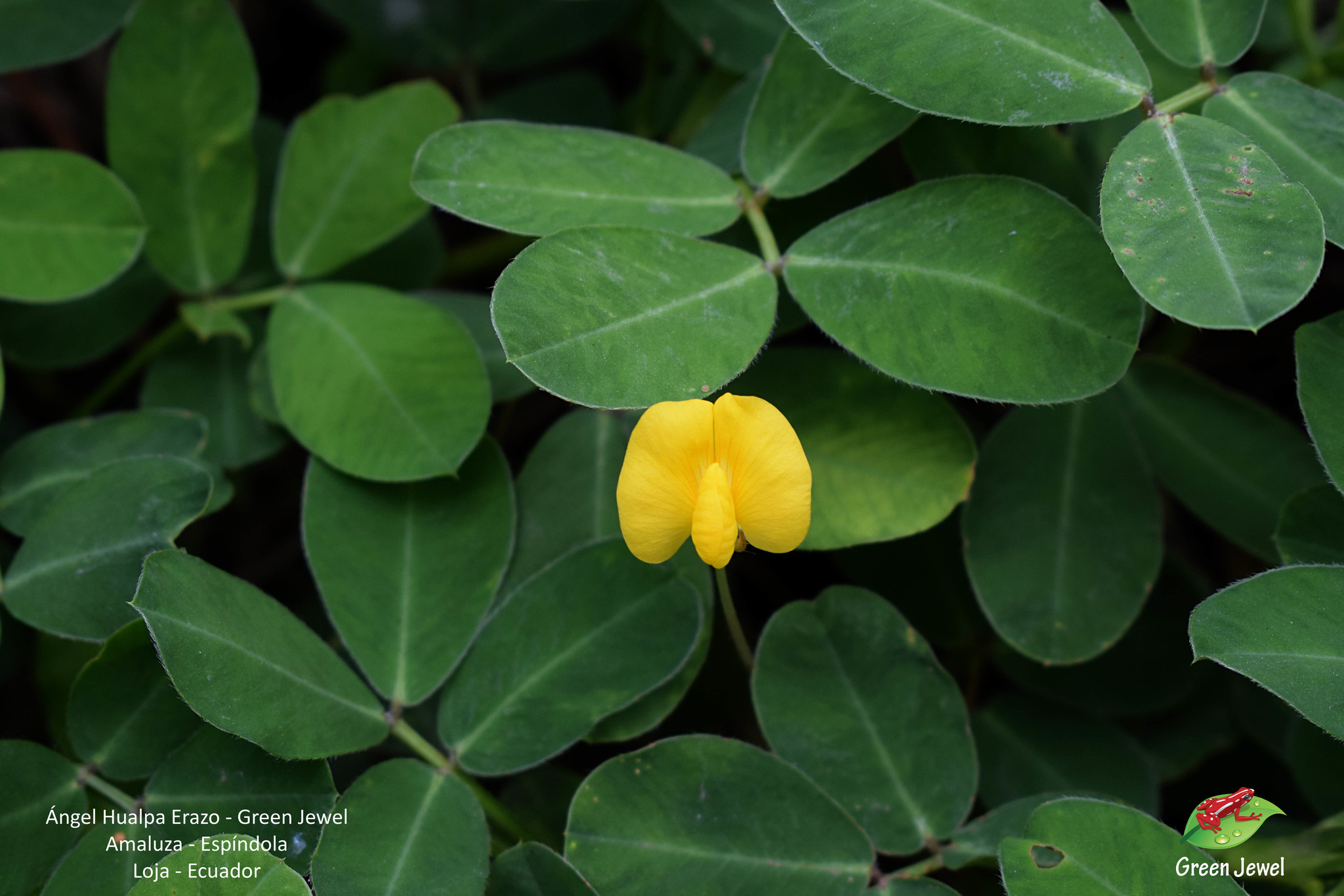 Arachis image