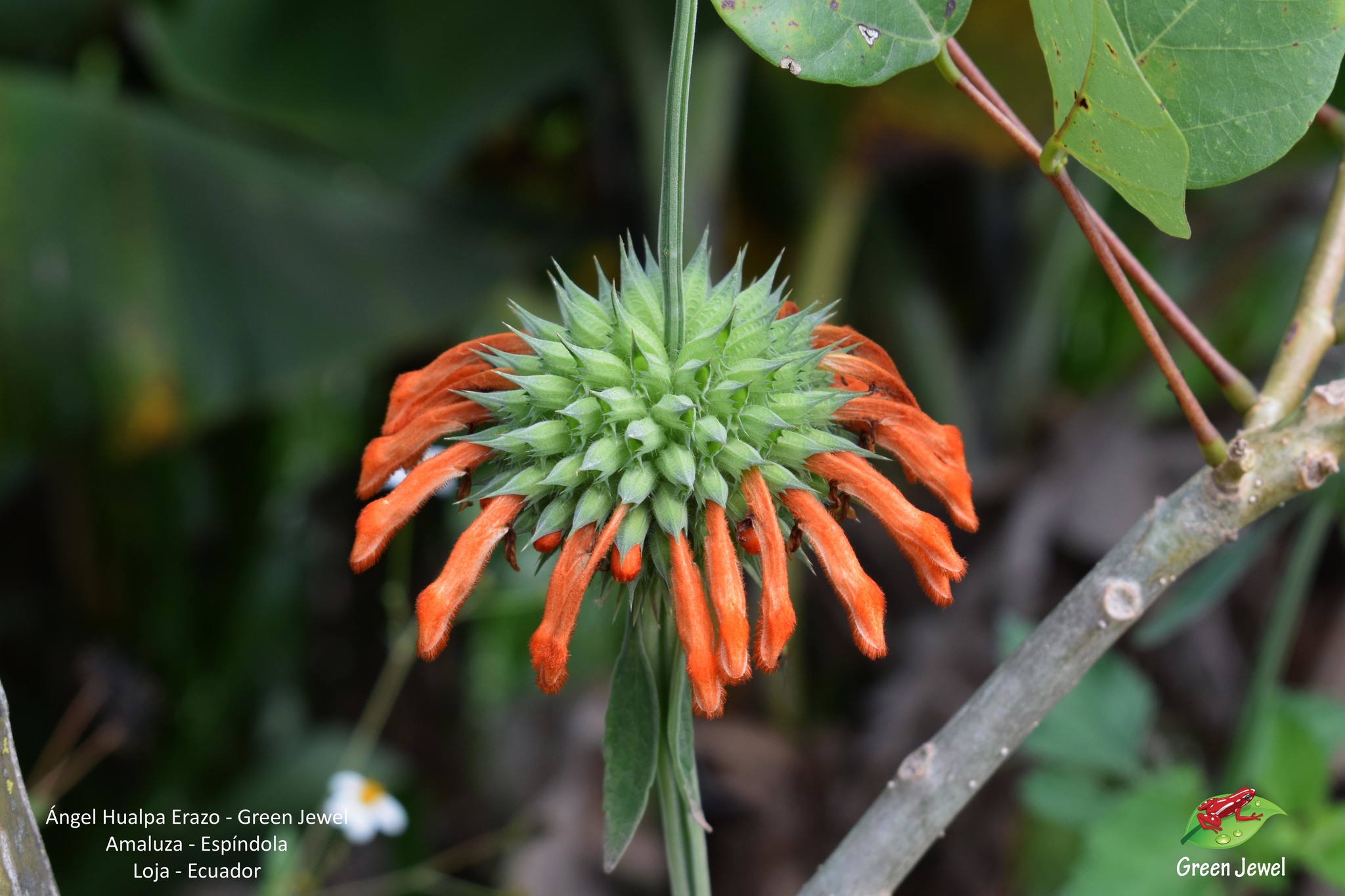 Leonotis nepetifolia image