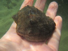 Purpura bufo