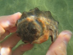 Purpura bufo